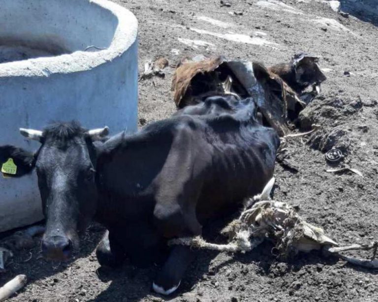 Εικόνες σοκ με νεκρά και υποσιτισμένα ζώα – Παρενέβησαν αστυνομία και φιλοζωική