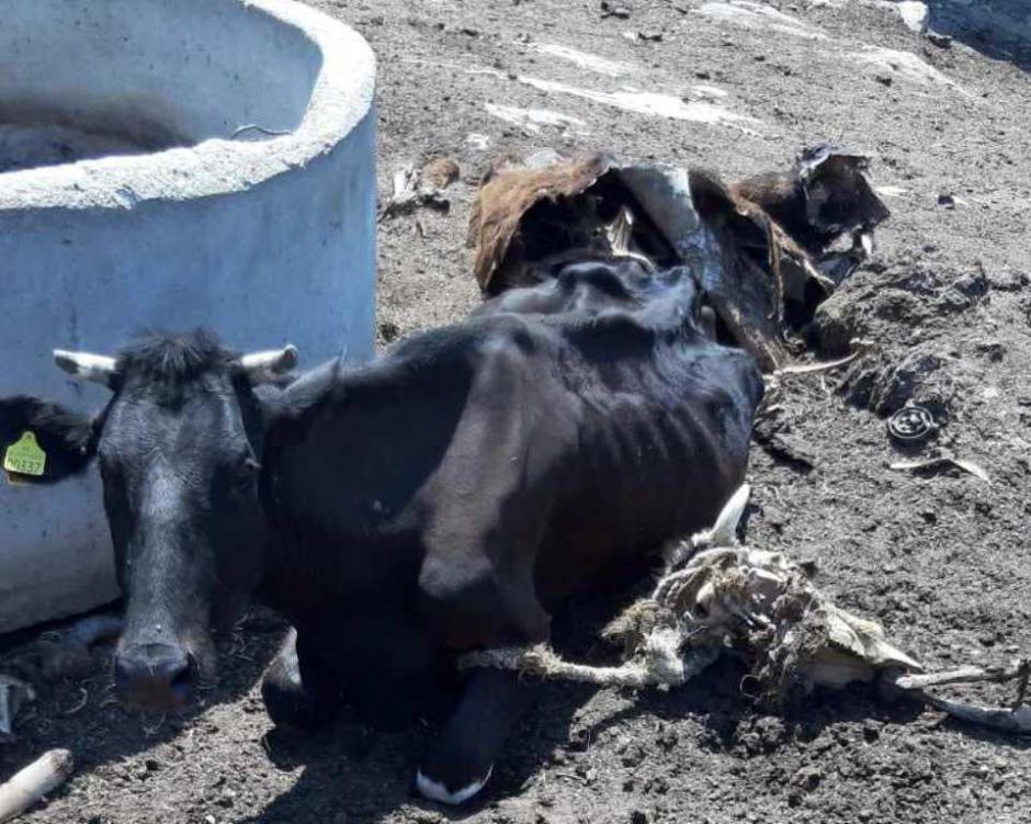 Εικόνες σοκ με νεκρά και υποσιτισμένα ζώα – Παρενέβησαν αστυνομία και φιλοζωική