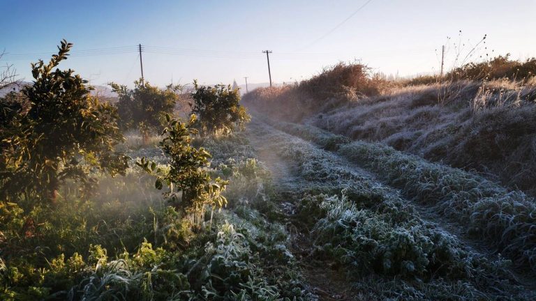 ΕΛΓΑ: Σήμερα η προκαταβολή αποζημιώσεων 36,5 εκατ. ευρώ σε αγρότες λόγω παγετού
