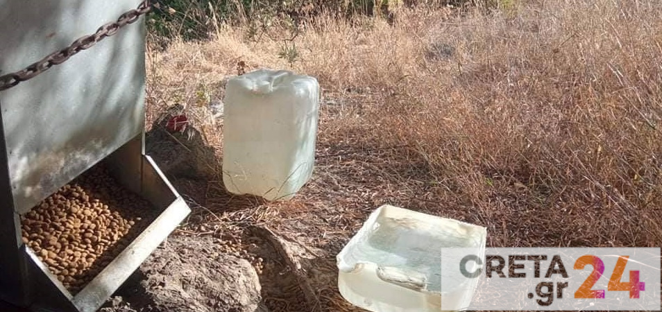 Ηράκλειο: Δεν ξεχνούν τα αδέσποτα