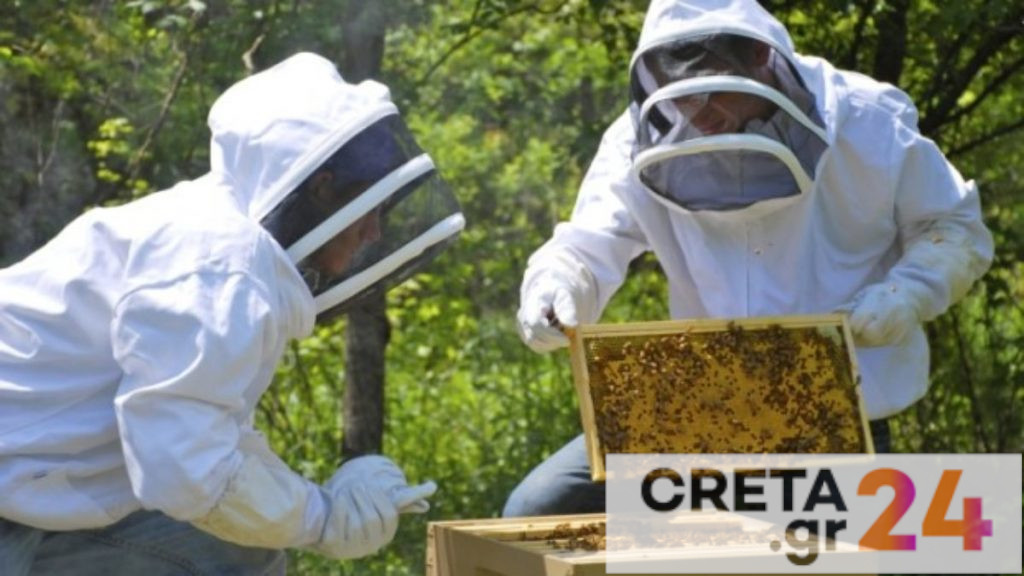 Ηράκλειο: Δραματικές επιπτώσεις στη μελισσοκομία – Μέλισσες… κανίβαλοι λόγω έλλειψης τροφής