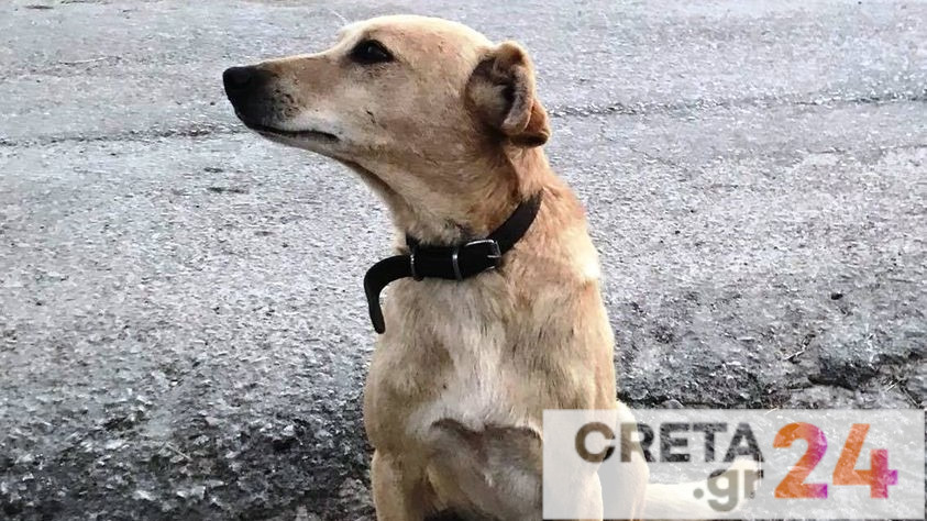 Πυροβόλησαν και σκότωσαν σκυλί έξω από το σπίτι του σε χωριό της Κρήτης