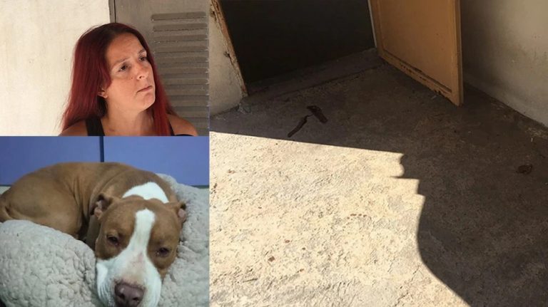 Γαλάτσι – Ελεύθερος με περιοριστικούς όρους ο αστυνομικός που σκότωσε το πιτ μπουλ