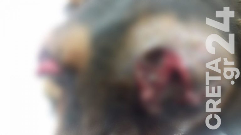 Ηράκλειο: Τα κατάφερε το κυνηγόσκυλο που του έβγαλαν τα μάτια – Αναζητούν τον δράστη της κτηνωδίας
