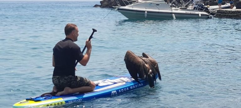 Η διάσωση του γυπαετού απο τον αρχηγό του ΟΦΗ (ΦΩΤΟΓΡΑΦΙΕΣ)