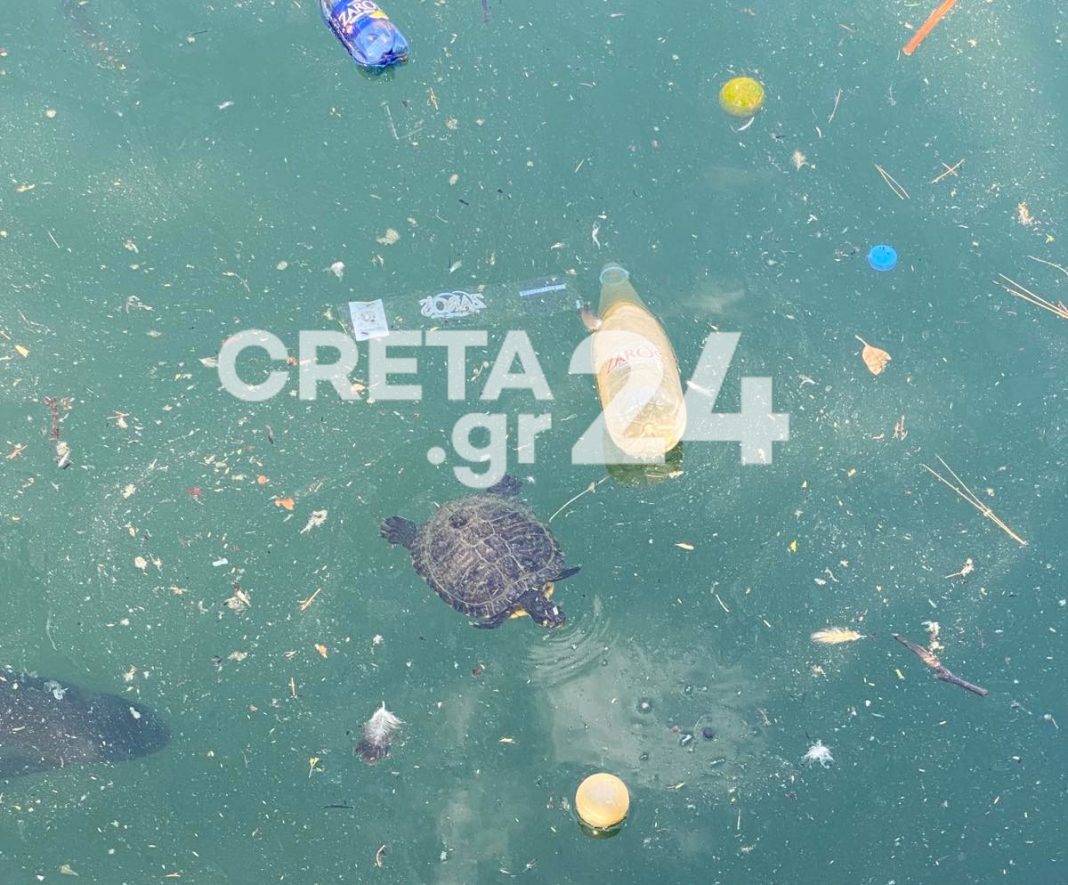 Εικόνες… εγκατάλειψης στη λίμνη Ζαρού – Χελώνες κολυμπούν παρέα με… σκουπίδια (εικόνες)