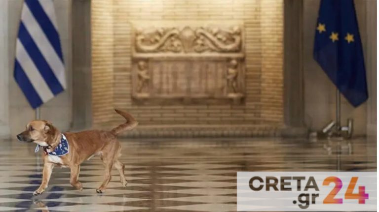 Νομοσχέδιο για ζώα συντροφιάς: Χρηματοδότηση των δήμων με 40 εκατ. ευρώ – Τι αλλάζει, τι προβλέπει
