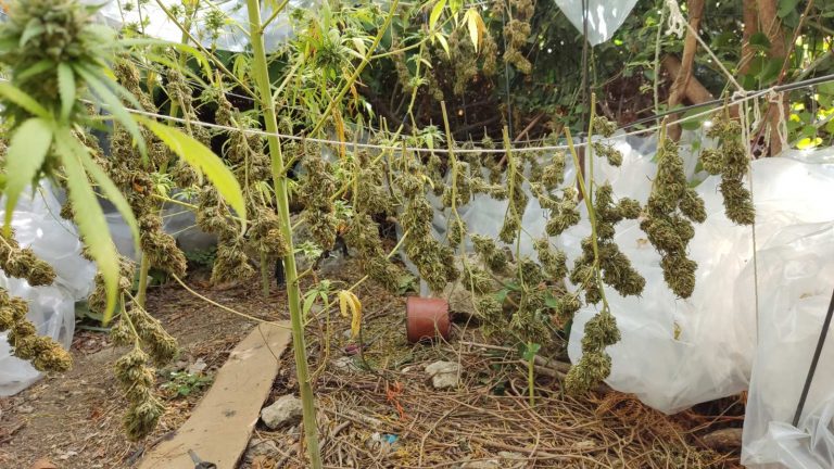 Κρήτη: Ξετρύπωσαν τα δενδρύλλια κάνναβης, συνέλαβαν και τον καλλιεργητή (εικόνες)
