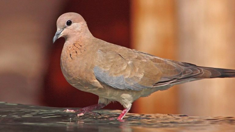 Ανακαλύφθηκε ένα νέο για την Ελλάδα αναπαραγόμενο είδος πουλιού