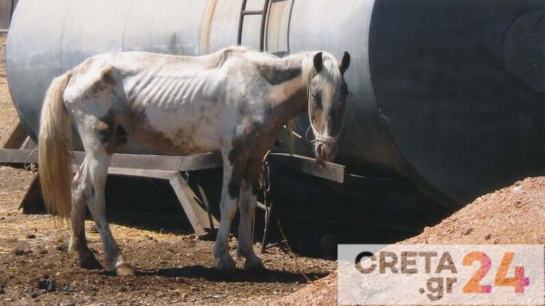 Φυλάκιση 3,5 ετών και χρηματική ποινή στον 72χρονο εκτροφέα για το «κολαστήριο» αλόγων