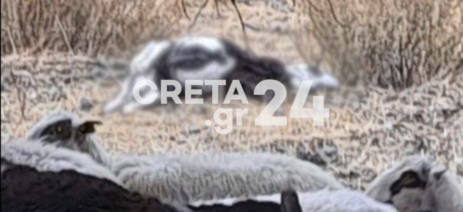 Ηράκλειο: Κεραυνός «χτύπησε» κοπάδι – Νεκρά δεκάδες ζώα
