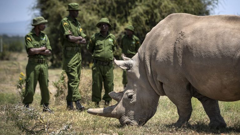 Κένυα: Απειλή εξαφάνισης για σπάνιο είδος λευκού ρινόκερου