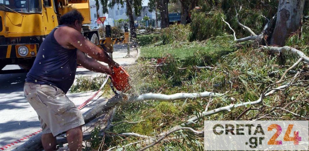 Νέα δεδομένα για κοπή ή κλάδευση δέντρων σε κήπους και αυλές