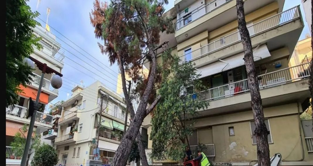 Δέντρο έπεσε πάνω σε πολυκατοικία στο κέντρο της πόλης