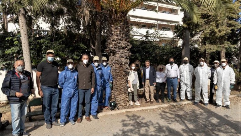 Κρήτη: Καινοτόμο μέθοδο για την καταπολέμηση του κόκκινου σκαθαριού των φοινικοειδών