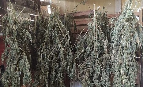 Κρήτη: Ξετρύπωσαν τα δενδρύλλια κάνναβης, συνέλαβαν και τον καλλιεργητή (εικόνες)