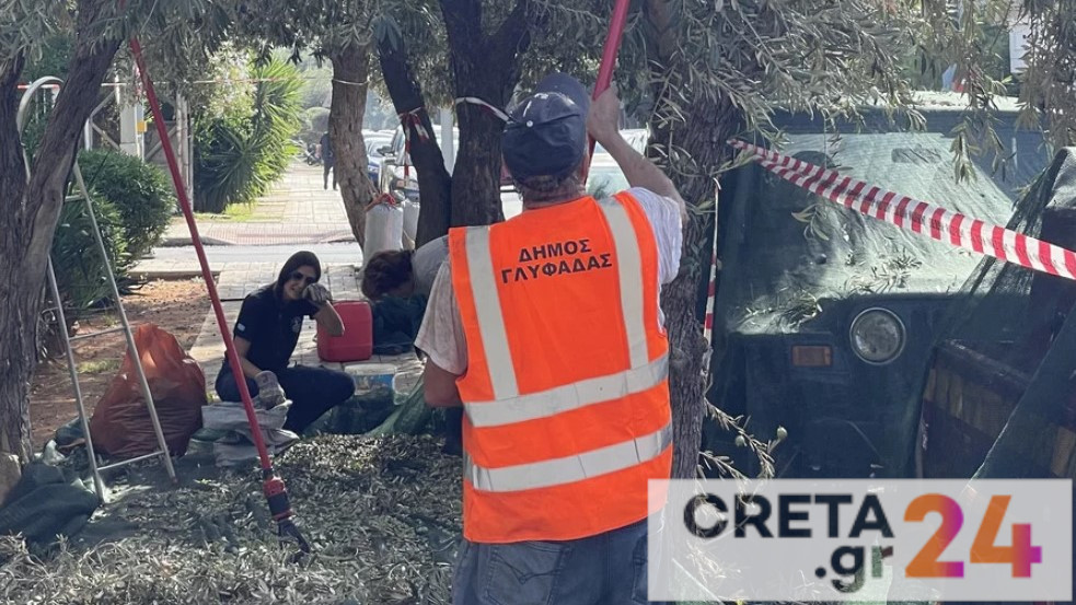Ένας Κρητικός μαζεύει ελιές για τον δήμο Γλυφάδας