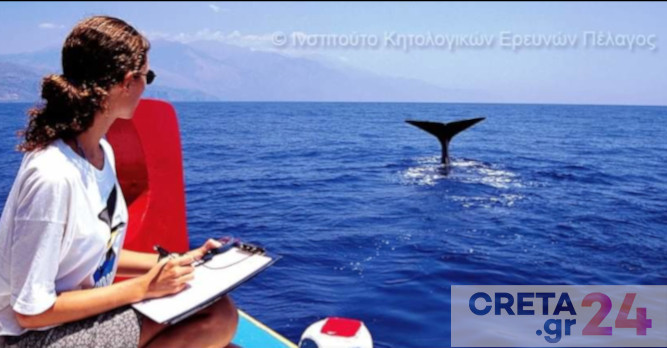 Κρήτη: Σήμα κινδύνου για τα κητώδη – Ένας φυσητήρας τον χρόνο εκβράζεται νεκρός στις ακτές