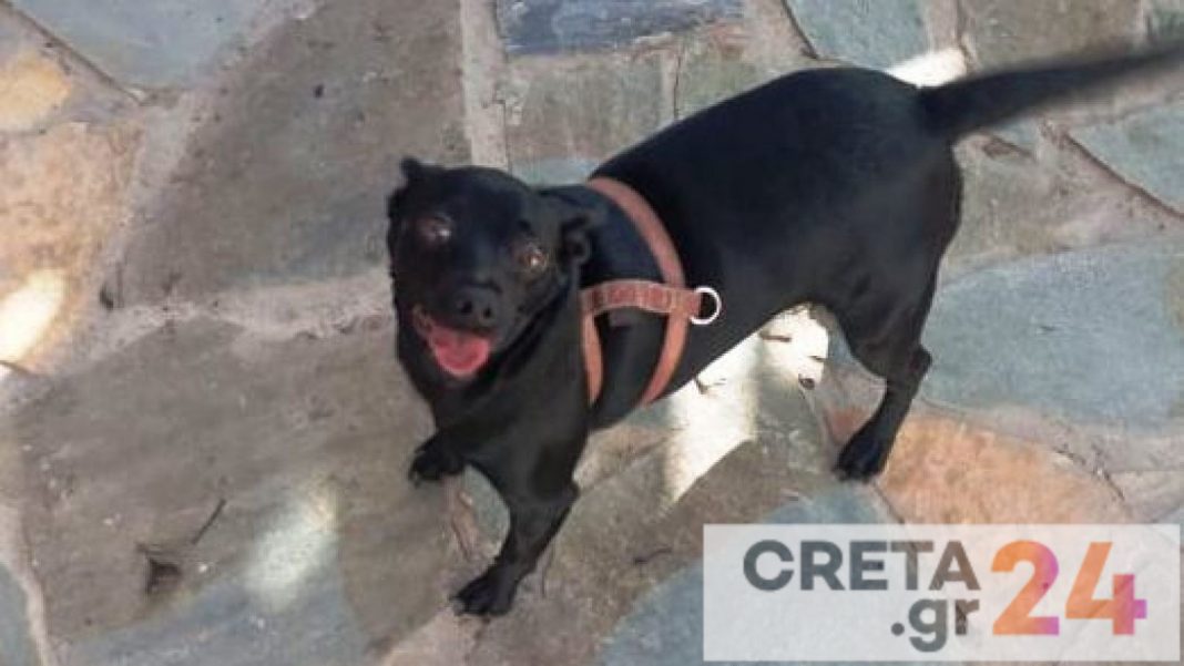 Κρήτη: Βρέθηκε νεκρή αγκαλιά με τον σκύλο της – Συγκλονιστική ιστορία (εικόνες)