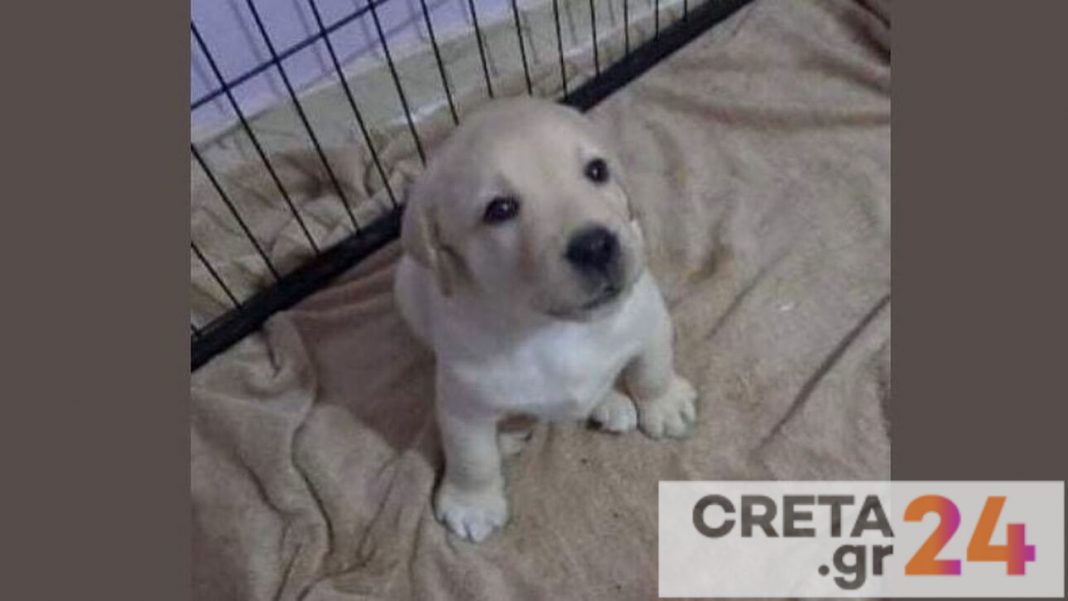 Το πρωθυπουργικό γραφείο υιοθέτησε σκύλο που θα γίνει οδηγός τυφλού
