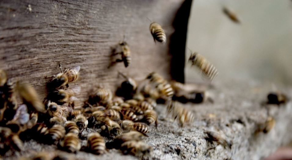 Επί δύο ώρες έβγαζαν σφήκες από πάνω μου – Πώς περιγράφει τα τραγικά λεπτά ο 54χρονος