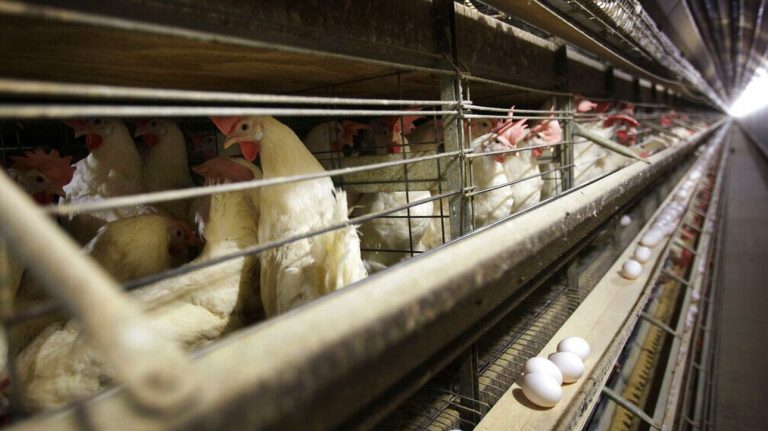 Γρίπη των πτηνών: Προς θανάτωση 80.000 κοτόπουλα στην Τσεχία – Εστία μόλυνσης και στη Σλοβενία