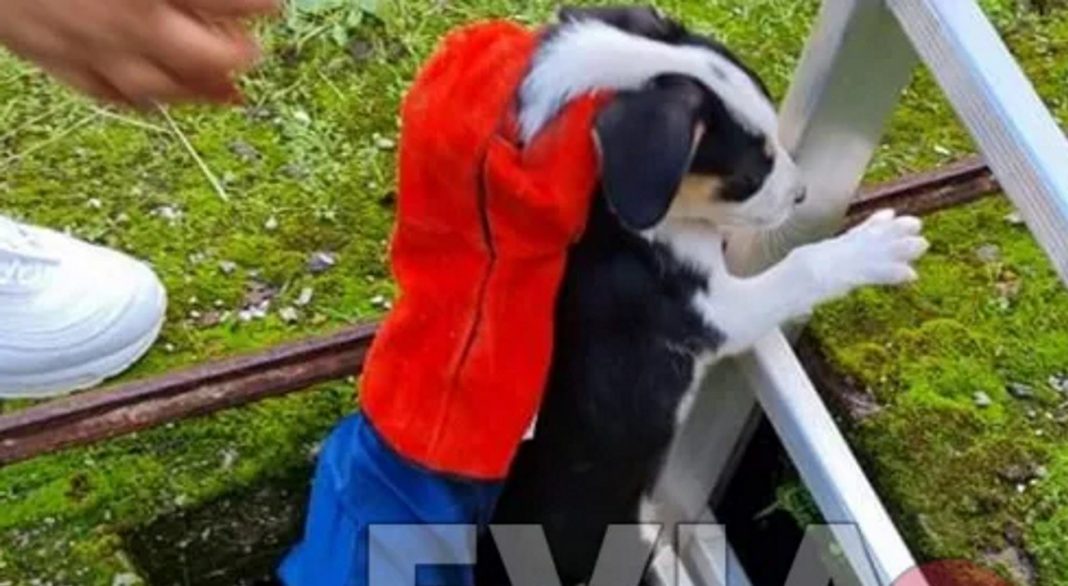 Αφιέρωσαν το μεσημέρι των Χριστουγέννων για να σώσουν δύο κουτάβια που έπεσαν σε βόθρο