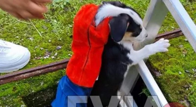 Αφιέρωσαν το μεσημέρι των Χριστουγέννων για να σώσουν δύο κουτάβια που έπεσαν σε βόθρο