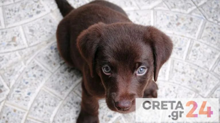 Επιχείρηση για την διάσωση κουταβιών από βόθρο