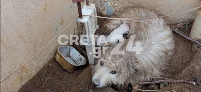 Ηράκλειο: Έσωσαν σκυλίτσα και τα κουτάβια της από την παγωνιά (εικόνες)
