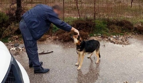 Κρήτη: Βρέθηκε αλυσοδεμένος σκύλος στη μέση του δρόμου – Χωρίς νερό και τροφή