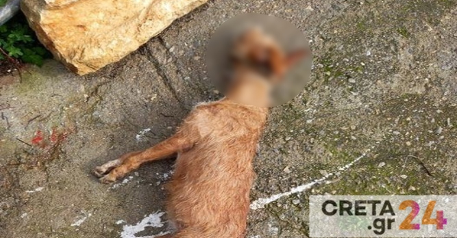 Κτηνωδία στην Κρήτη: Διαψεύδεται το κρέμασμα κυνηγόσκυλου σε πλατεία χωριού