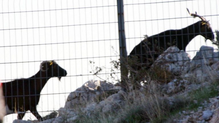 Στην Ινδία γεννήθηκε κατσικάκι με ανθρώπινο πρόσωπο (βίντεο)