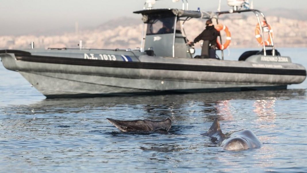 «Δύσκολα τα πράγματα για την μικρή φάλαινα», εκτιμά ειδικός – Γιατί βγήκε στα ρηχά ο Σωτήρης