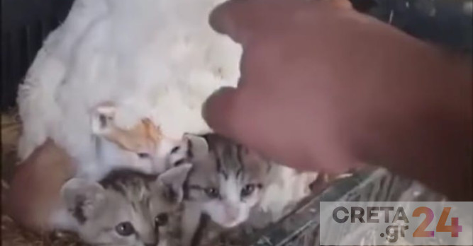 Κρήτη: Κότα προστατεύει τρία γατάκια από το κρύο – Απίστευτες εικόνες