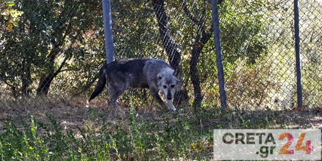 Λύκος κατακρεούργησε αδέσποτα σκυλιά – Εμφανίστηκε και σε αυλή σπιτιού