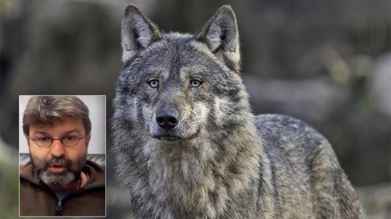 «Ο λύκος ήταν κρυμμένος ανάμεσα στα αυτοκίνητα», λέει ο άνθρωπος που έζησε τον τρόμο