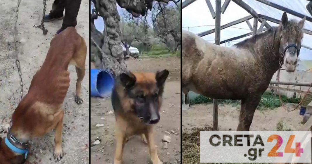 Κρήτη: Έσωσαν άλογο και τέσσερα σκυλιά που ζούσαν σε άσχημες συνθήκες – Συνελήφθη ο ιδιοκτήτης (βίντεο)