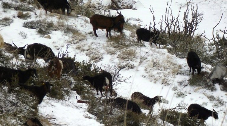 Κρήτη: Πως θα δηλώσουν οι κτηνοτρόφοι τις ζημιές σε ζωικό κεφάλαιο