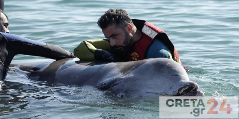 Εντοπίστηκε νεκρή η φάλαινα του Αλίμου