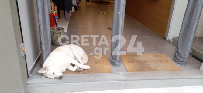 Ηράκλειο: Το τετράποδο που …καλωσορίζει τους πελάτες καταστήματος του κέντρου