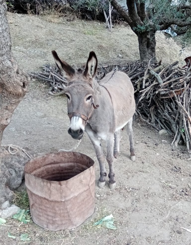 Φιλοζωική Κρήτης – Φροντίδα ιπποειδών 24-30 Μαρτίου