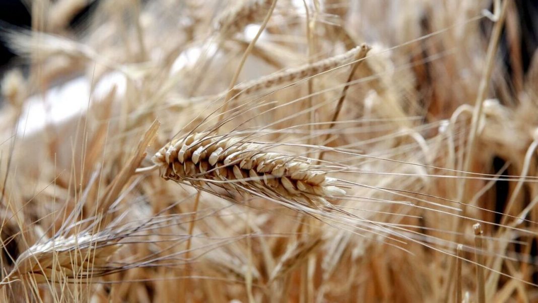 Γερμανία: Έκτακτη σύνοδος των υπουργών Γεωργίας της G7 λόγω ανεπάρκειας επισιτισμού