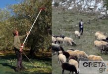 Αγρότες (και) στην Κρήτη βγάζουν στο… σφυρί την περιουσία τους , ενίσχυσης, Πάσχα χωρίς... ευρώ για τους αγροτοκτηνοτρόφους