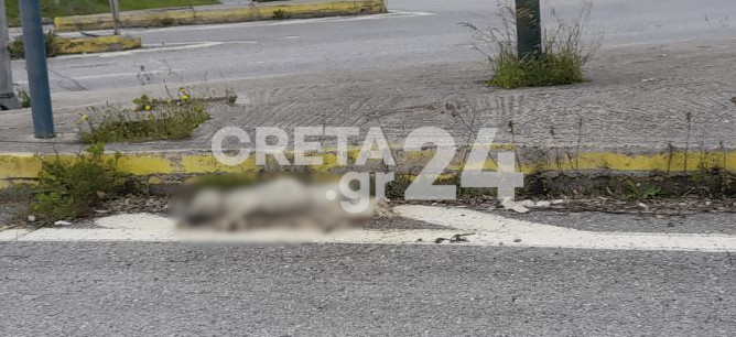 Ηράκλειο: Ζώα σε αποσύνθεση στο οδικό δίκτυο