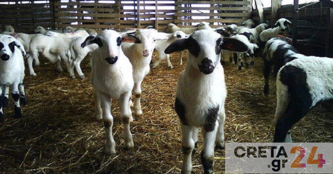 Ρέθυμνο: Δραματικές εκτιμήσεις για τον κτηνοτροφικό κλάδο – «Το ζωικό κεφάλαιο θα μειωθεί στο 70%»