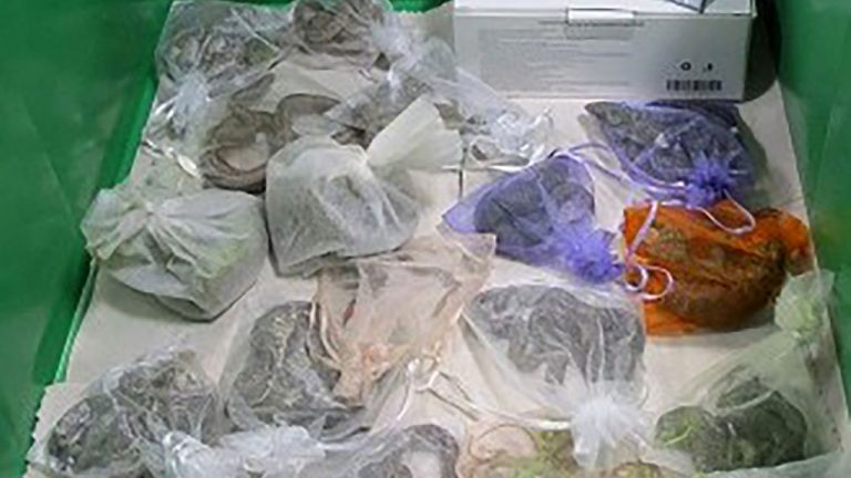 Λαθρέμπορος εξωτικών ειδών είχε κρύψει στο παντελόνι του 52 ζωντανά φίδια και σαύρες