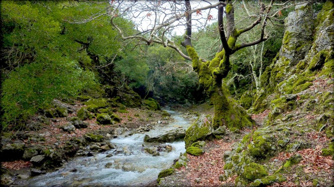 Η Μαρία Κοζυράκη για την Παγκόσμια Ημέρα Δασοπονίας