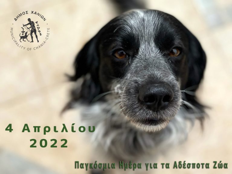 Πρωτοβουλίες του Δήμου Χανίων με στοχευμένες δράσεις για τα ζώα
