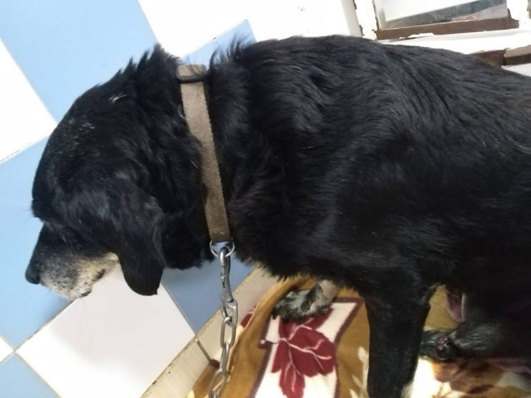 Κρήτη: Έσερνε με το αυτοκίνητο τον γέρικο σκύλο του δεμένο στον προφυλακτήρα